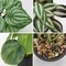Set of 3 Mini Artificial Greenery Plants in Black Ceramic Pots – Faux Small Potted Plants for Home, Office Desk, Bathroom, Shelf & Farmhouse Decor